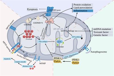 Targeting mitochondrial damage: shining a new light on immunotherapy